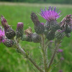 Photographie n°2144041 du taxon Cirsium palustre (L.) Scop. [1772]