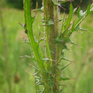 Photographie n°2144042 du taxon Cirsium palustre (L.) Scop. [1772]