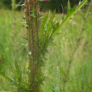 Photographie n°2144043 du taxon Cirsium palustre (L.) Scop. [1772]