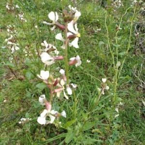  - Vaccinium macrocarpon Aiton [1789]