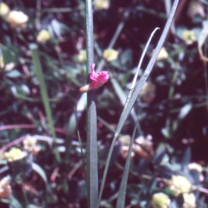 Photographie n°2144090 du taxon Lathyrus nissolia L.