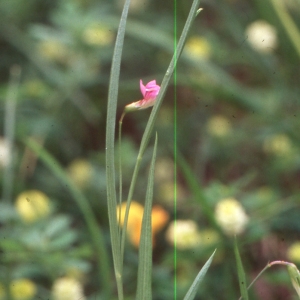 Photographie n°2144091 du taxon Lathyrus nissolia L.