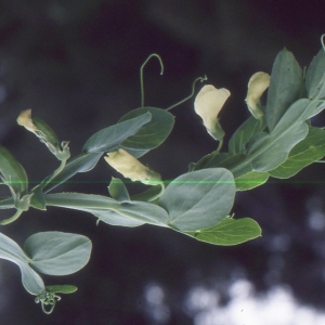 Photographie n°2144092 du taxon Lathyrus ochrus (L.) DC. [1805]