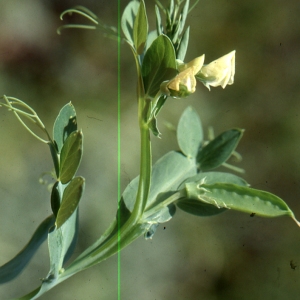 Photographie n°2144094 du taxon Lathyrus ochrus (L.) DC. [1805]