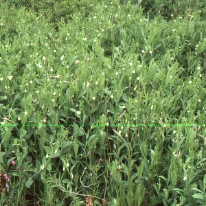 Photographie n°2144095 du taxon Lathyrus ochrus (L.) DC. [1805]