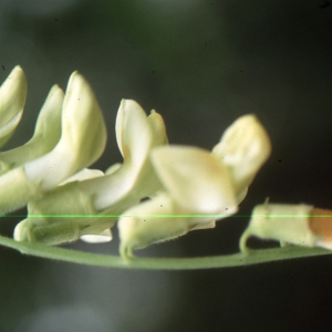 Lathyrus ochraceus Kitt. subsp. ochraceus (Gesse de l'Ouest)