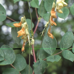 Photographie n°2144106 du taxon Lathyrus luteus subsp. occidentalis (Fisch. & C.A.Mey.) P.Fourn. [1936]