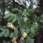  Liliane Roubaudi - Lathyrus luteus subsp. occidentalis (Fisch. & C.A.Mey.) P.Fourn. [1936]