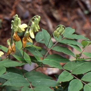 Photographie n°2144108 du taxon Lathyrus luteus subsp. occidentalis (Fisch. & C.A.Mey.) P.Fourn. [1936]