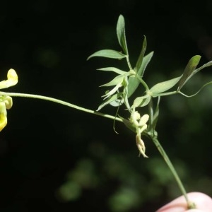 Photographie n°2144124 du taxon Lathyrus pratensis L. [1753]