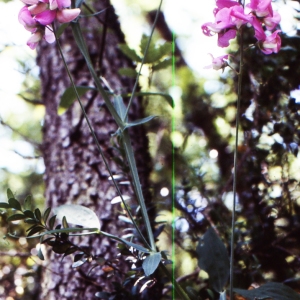 Photographie n°2144126 du taxon Lathyrus sylvestris L. [1753]