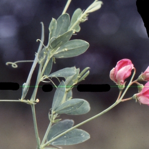 Photographie n°2144131 du taxon Lathyrus tuberosus L. [1753]