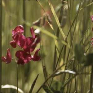 Photographie n°2144134 du taxon Lathyrus tuberosus L. [1753]