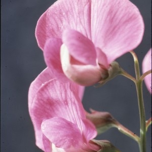 Photographie n°2144135 du taxon Lathyrus tuberosus L. [1753]