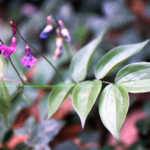 Photographie n°2144136 du taxon Lathyrus vernus (L.) Bernh. [1800]