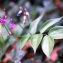  Liliane Roubaudi - Lathyrus vernus (L.) Bernh. [1800]