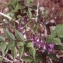  Liliane Roubaudi - Lathyrus vernus (L.) Bernh. [1800]