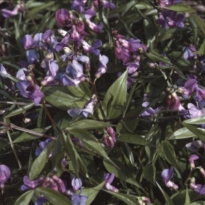 Photographie n°2144141 du taxon Lathyrus vernus (L.) Bernh. [1800]