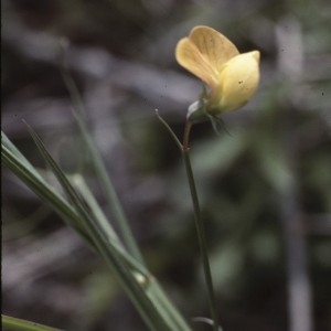 Photographie n°2144142 du taxon Lathyrus annuus L.