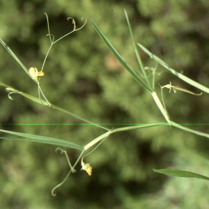 Photographie n°2144143 du taxon Lathyrus annuus L.