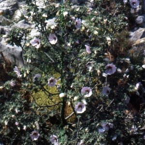 Photographie n°2144165 du taxon Malva subovata (DC.) Molero & J.M.Monts.