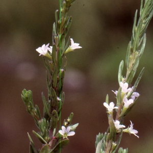 Photographie n°2144181 du taxon Lythrum junceum Banks & Sol. [1794]