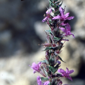 Photographie n°2144182 du taxon Lythrum salicaria L.