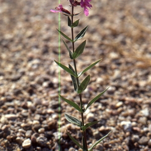 Photographie n°2144185 du taxon Lythrum salicaria L.