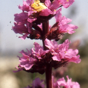 Photographie n°2144186 du taxon Lythrum salicaria L.