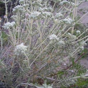 Photographie n°2144209 du taxon Teucrium dunense Sennen [1925]