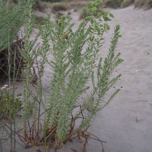 Photographie n°2144217 du taxon Euphorbia paralias L. [1753]