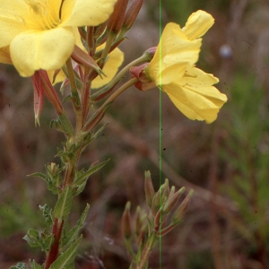 Photographie n°2144223 du taxon Oenothera biennis L. [1753]