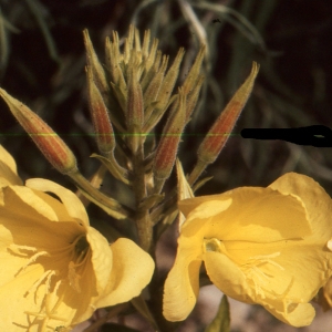 Photographie n°2144224 du taxon Oenothera biennis L. [1753]