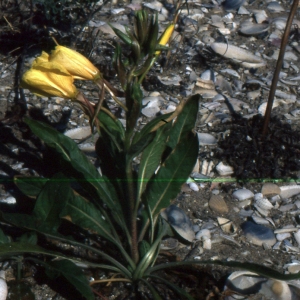 Photographie n°2144225 du taxon Oenothera biennis L. [1753]