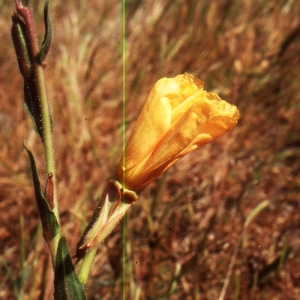 Photographie n°2144227 du taxon Oenothera stricta Ledeb. ex Link [1821]