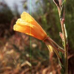 Photographie n°2144228 du taxon Oenothera stricta Ledeb. ex Link [1821]