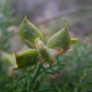 Photographie n°2144259 du taxon Genista hispanica L. [1753]