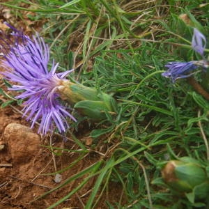 Photographie n°2144270 du taxon Carthamus mitissimus L. [1753]