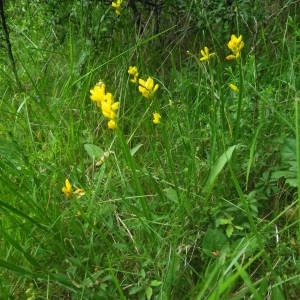 Photographie n°2144281 du taxon Genista sagittalis L. [1753]