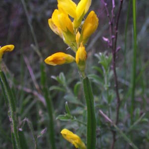 Photographie n°2144282 du taxon Genista sagittalis L. [1753]