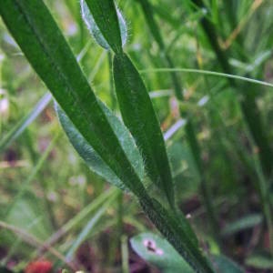 Photographie n°2144283 du taxon Genista sagittalis L. [1753]