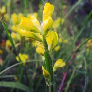 Photographie n°2144284 du taxon Genista sagittalis L. [1753]