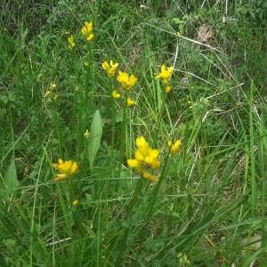 Photographie n°2144285 du taxon Genista sagittalis L. [1753]