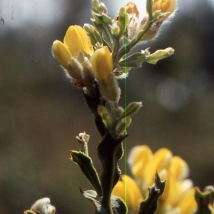 Pterospartum tridentatum K.Koch