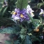  Liliane Roubaudi - Solanum rantonnetii Carrière ex Lesc. [1859]