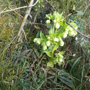 Photographie n°2144324 du taxon Helleborus foetidus L. [1753]