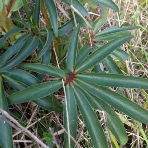 Photographie n°2144326 du taxon Helleborus foetidus L. [1753]