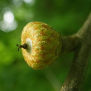 Quercus borealis F.Michx. (Chêne rouge d'Amérique)