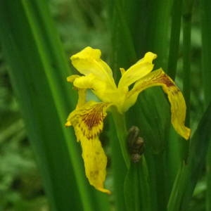 Photographie n°2144352 du taxon Iris pseudacorus L. [1753]