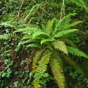 Photographie n°2144363 du taxon Polystichum aculeatum (L.) Roth [1799]